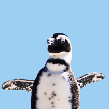 Paco le manchot, le compagnon de route de l'expédition polaire Under Antarctica. 